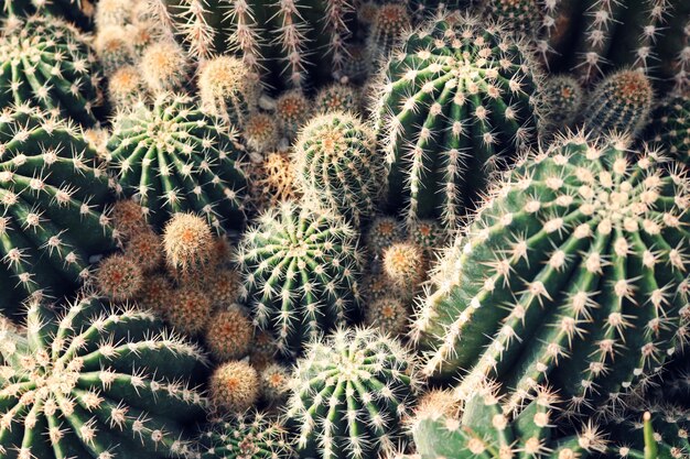 Primo piano del cactus verde