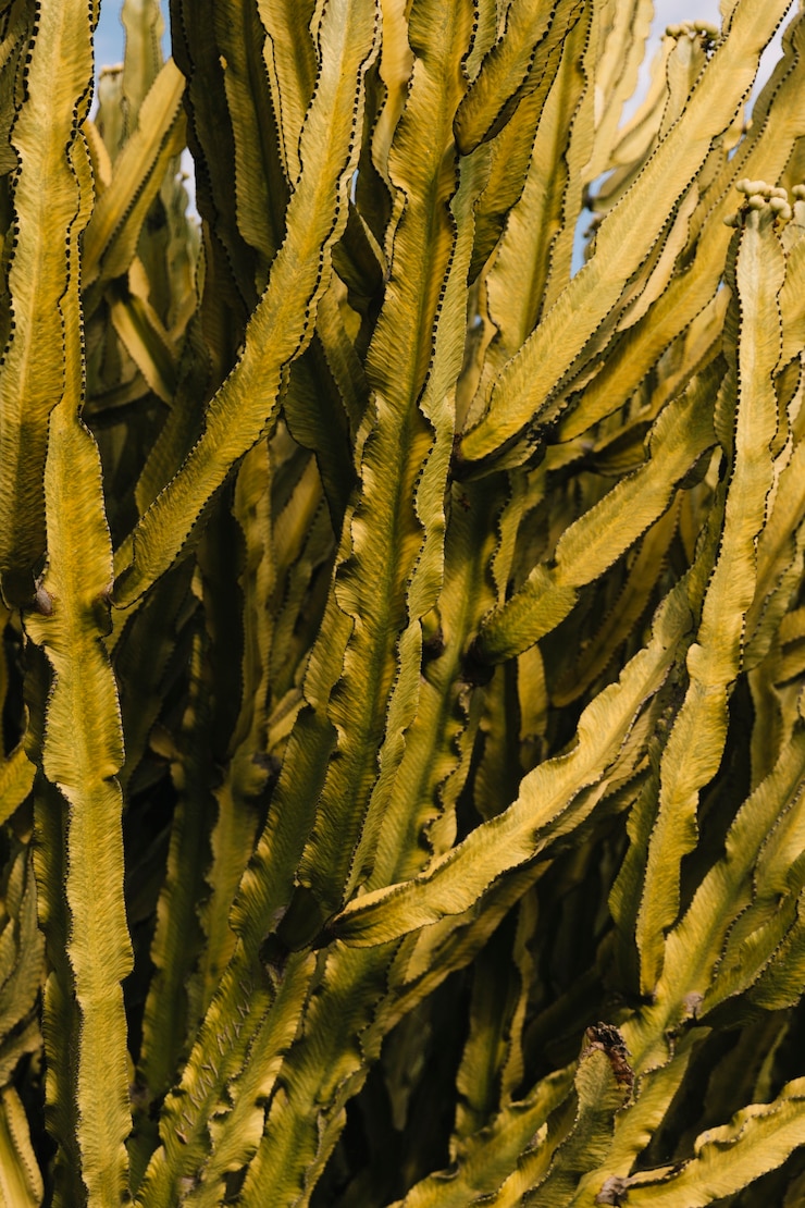 Foto gratuito primo piano del cactus verde