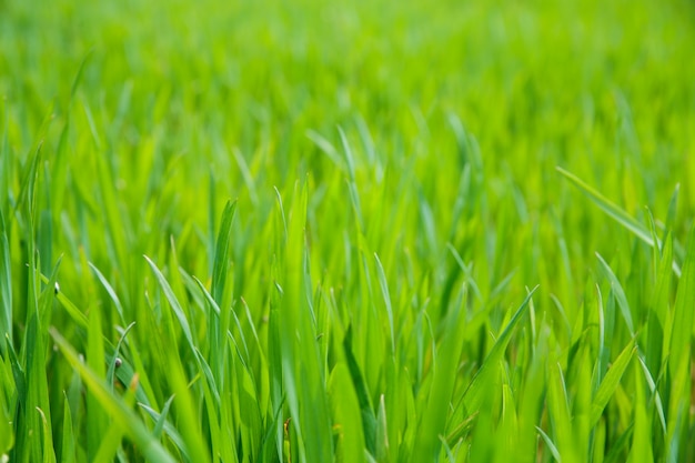 Primo piano del campo di erba