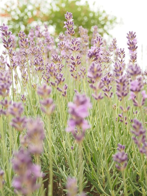 Primo piano del campo di piante di lavanda