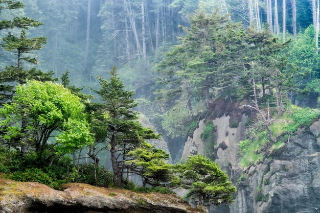 Primo piano del Cape Flattery a Washington, USA