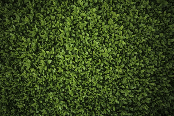 Foto gratuito primo piano del cespuglio verde