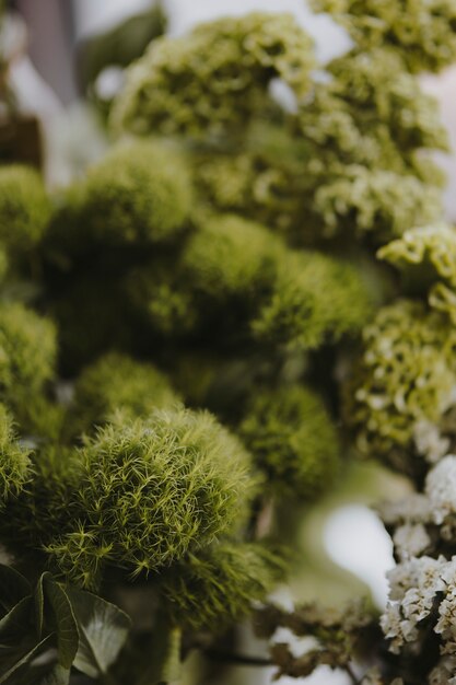 Primo piano del dianthus palla verde