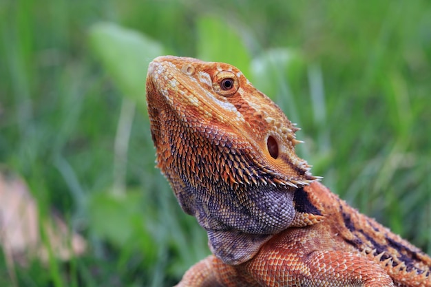 Primo piano del drago barbuto Red Het Hypo