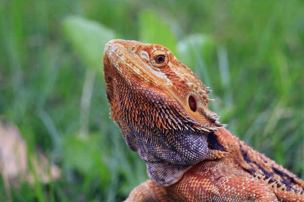 Primo piano del drago barbuto Red Het Hypo