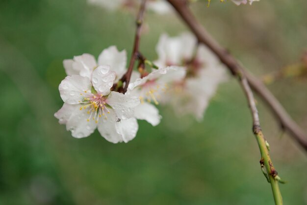 Primo piano del fantastico mandorli in fiore con gocce d&#39;acqua