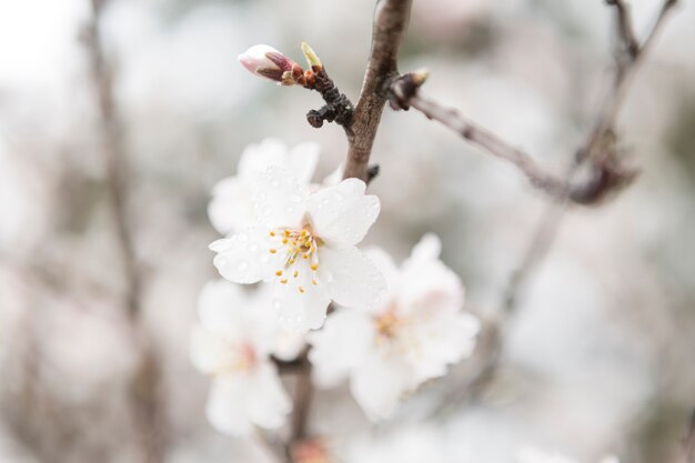 Primo piano del fiore bianco con gocce d&#39;acqua e sfondo sfocato