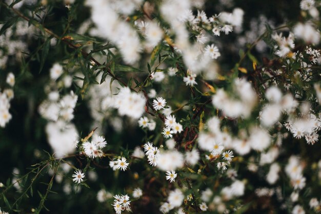 Primo piano del fiore bianco della taglierina