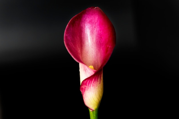 Primo piano del fiore del giglio di fioritura