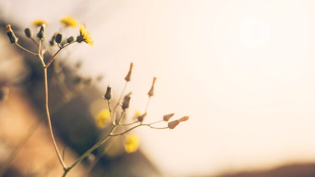 Primo piano del fiore giallo con gemma