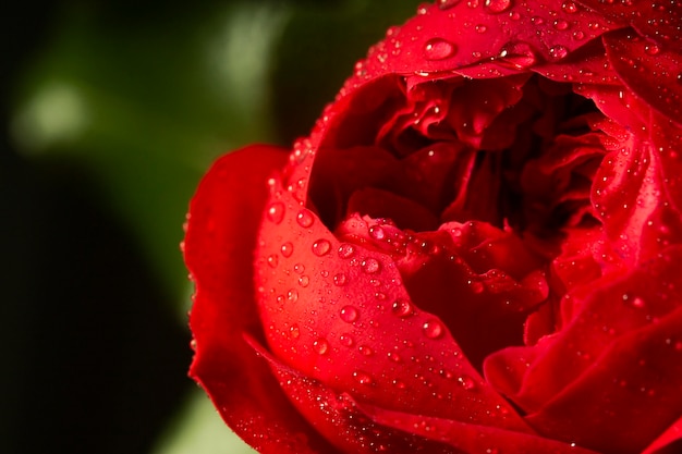 Primo piano del fiore rosso con gocce d'acqua