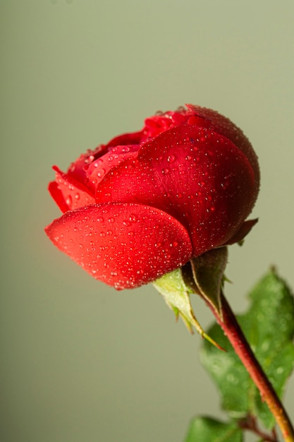 Primo piano del fiore rosso con le goccioline di acqua