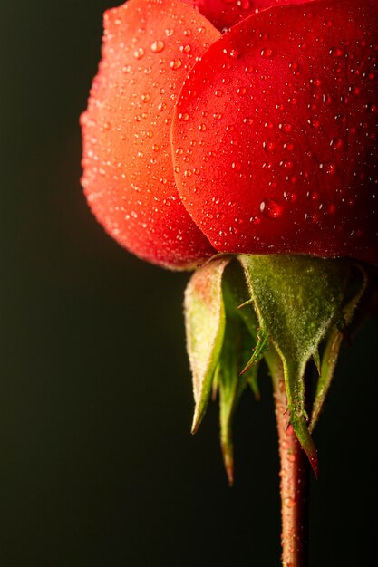 Primo piano del fiore rosso