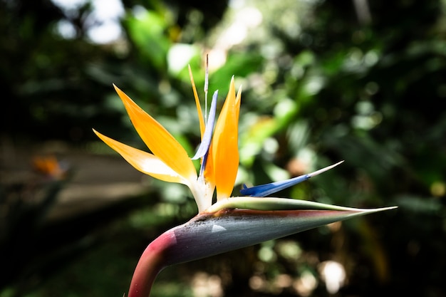 Primo piano del fiore tropicale di strelitzia