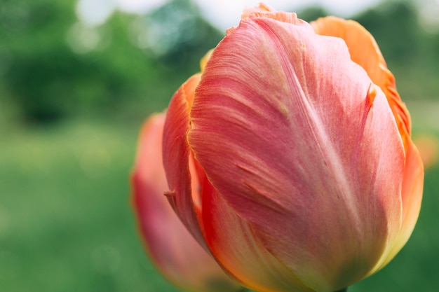 Primo piano del fiore tulipano rosso