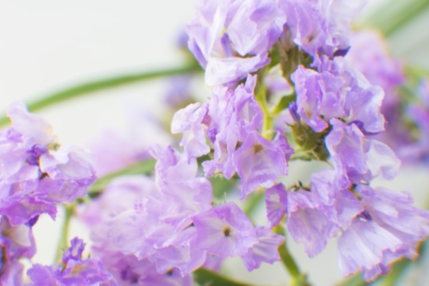 Primo piano del fiore viola di Statice