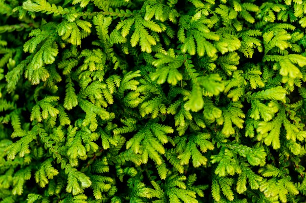 Primo piano del fondo strutturato della foglia verde