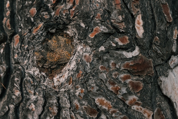 Primo piano del foro nella corteccia di un albero