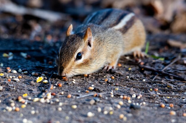 Primo piano del fuoco selettivo colpo di un chipmunk orientale