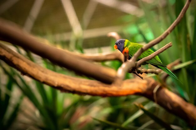 Primo piano del fuoco selettivo colpo di un pappagallo tropicale seduto su un ramo di un albero guardando lateralmente