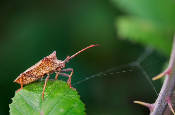 Foto gratuito primo piano del fuoco selettivo di un bug su una foglia