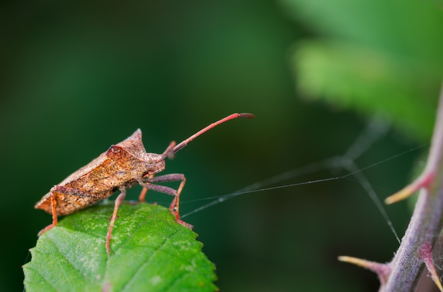 Primo piano del fuoco selettivo di un bug su una foglia