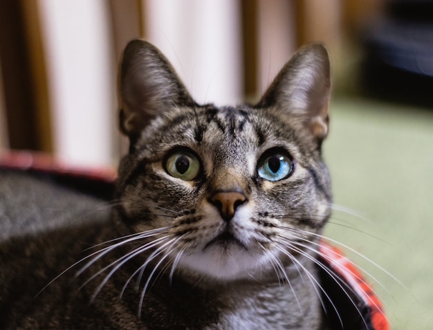 Primo piano del fuoco selettivo di un gatto con bellissimi occhi eterocromatici