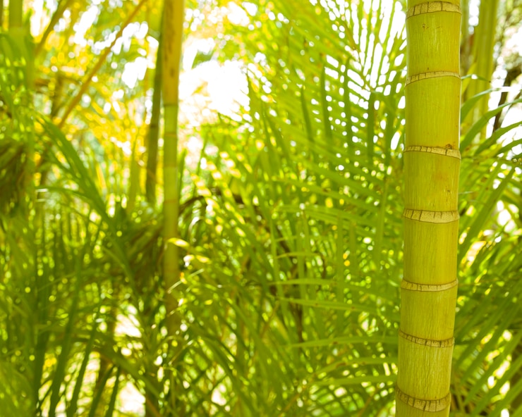 Foto gratuito primo piano del gambo di palma areca