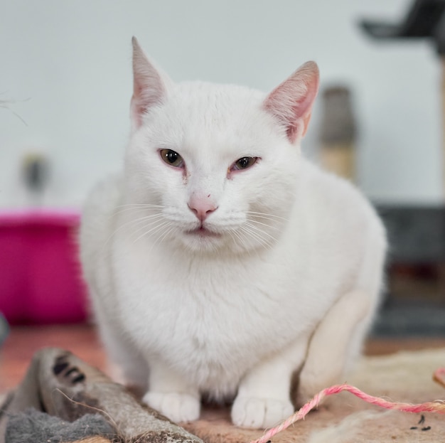 Primo piano del gatto bianco seduto su uno straccio in casa