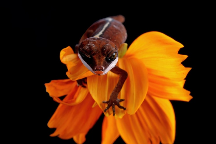 Foto gratuito primo piano del geco dell'occhio di gatto sul fiore primo piano del geco dell'occhio di gatto del bambino