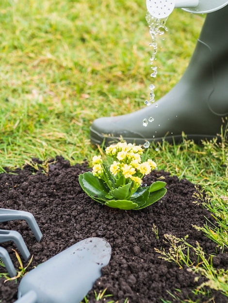 Primo piano del giardiniere che innaffia la pianta succulente