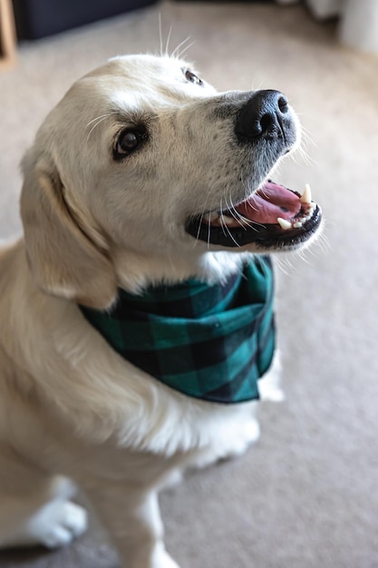 Primo piano del labrador del cane all'interno della casa