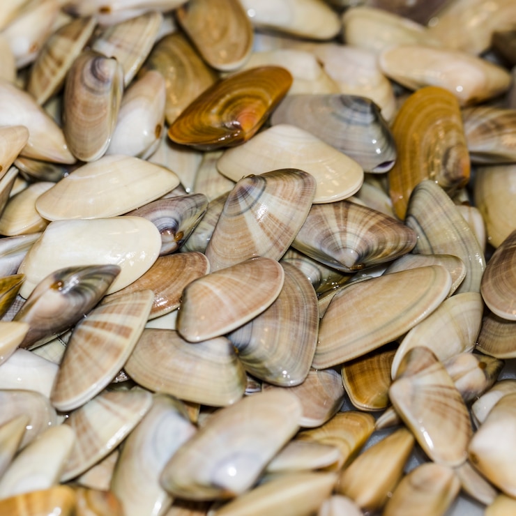 Foto gratuito primo piano del mazzo di vongole fresche