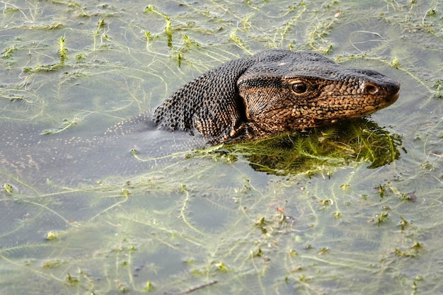 Primo piano del monitor dell'acqua asiatico nel fiume