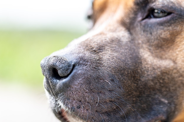 Primo piano del muso di un cane, labrador su uno sfondo chiaro sfocato.