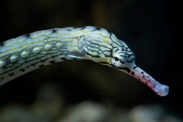 Primo piano del pesce ago dalla testa di vista laterale del pesce ago con sfondo nero