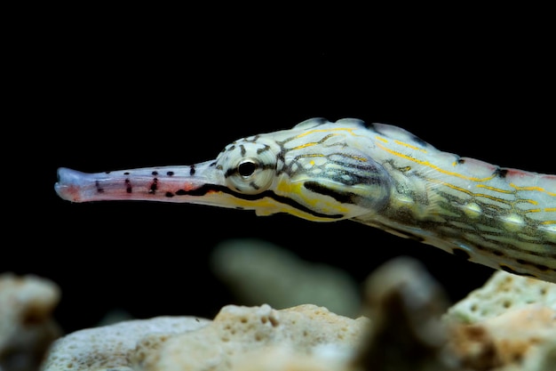 Primo piano del pesce ago dalla testa vista laterale del pesce ago con sfondo nero