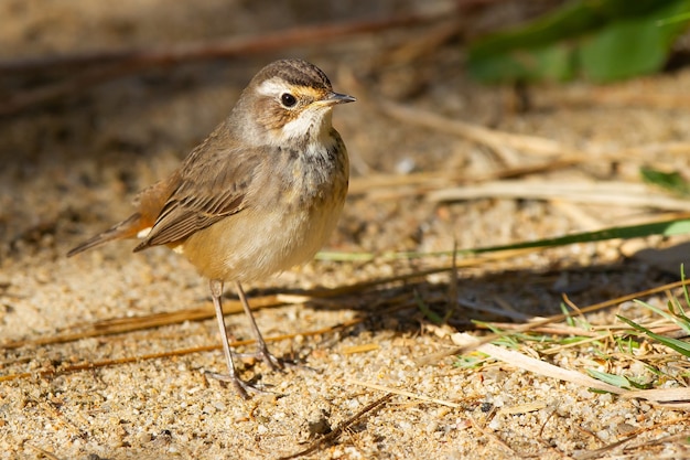 Primo piano del piccolo uccello pettazzurro in piedi a terra