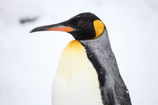 Primo piano del profilo laterale di un pinguino reale sotto la luce del sole durante la nevicata in Hokkaido