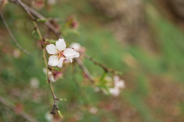 Primo piano del ramoscello con bella fiori di mandorlo