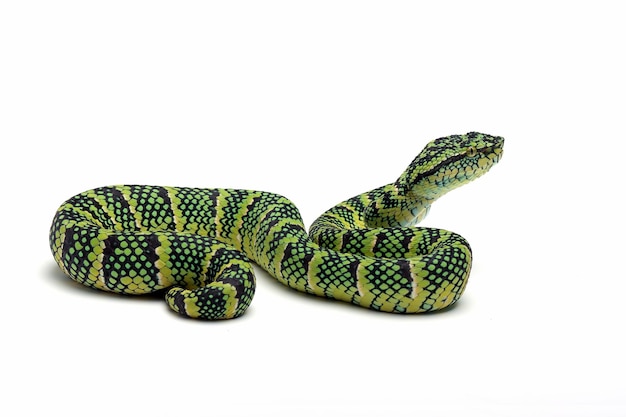 Primo piano del serpente di Tropidolaemus wagleri su sfondo bianco Serpente vipera isolato su sfondo bianco