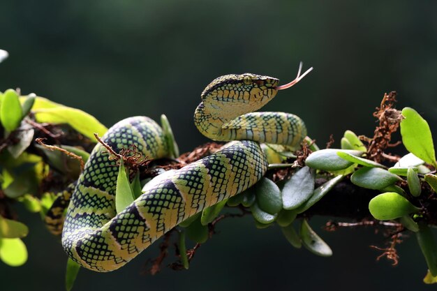 Primo piano del serpente di Tropidolaemus wagleri sul ramo Primo piano del serpente della vipera