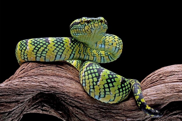 Primo piano del serpente di Tropidolaemus wagleri sul ramo Serpente della vipera