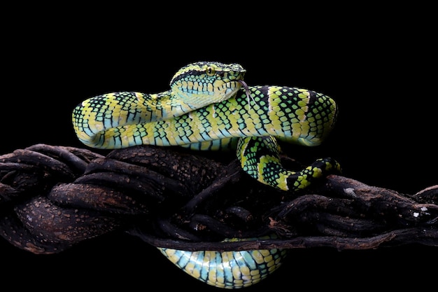 Primo piano del serpente di Tropidolaemus wagleri sul ramo
