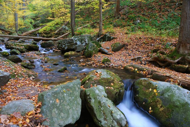 Primo piano del torrente autunnale con alberi di acero gialli e fogliame sulle rocce nella foresta con rami di albero.