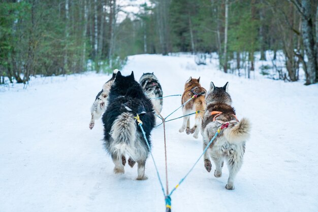 Primo piano del tour in slitta trainata da cani nella foresta invernale durante il giorno