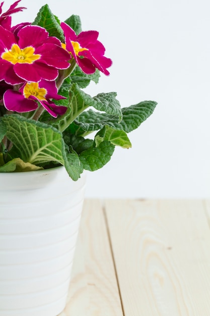 Primo piano del vaso di fiori con una bella pianta