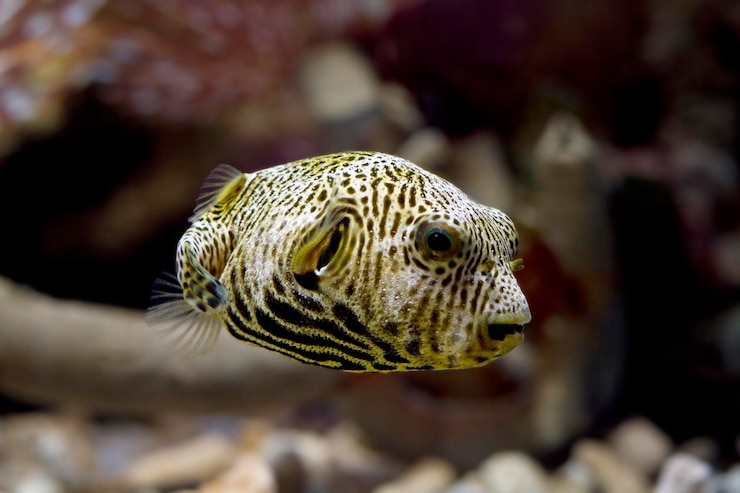 Foto gratuito primo piano del viso del pesce palla vista frontale del viso carino del pesce palla