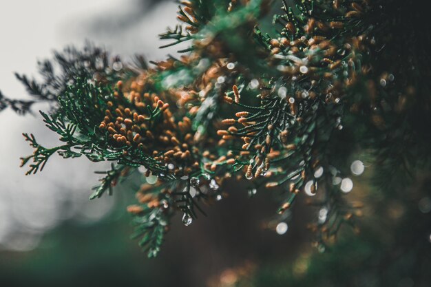 Primo piano dell'albero di pino