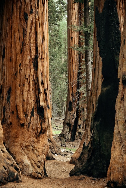 Primo piano dell'albero gigante nel parco nazionale di Sequoia